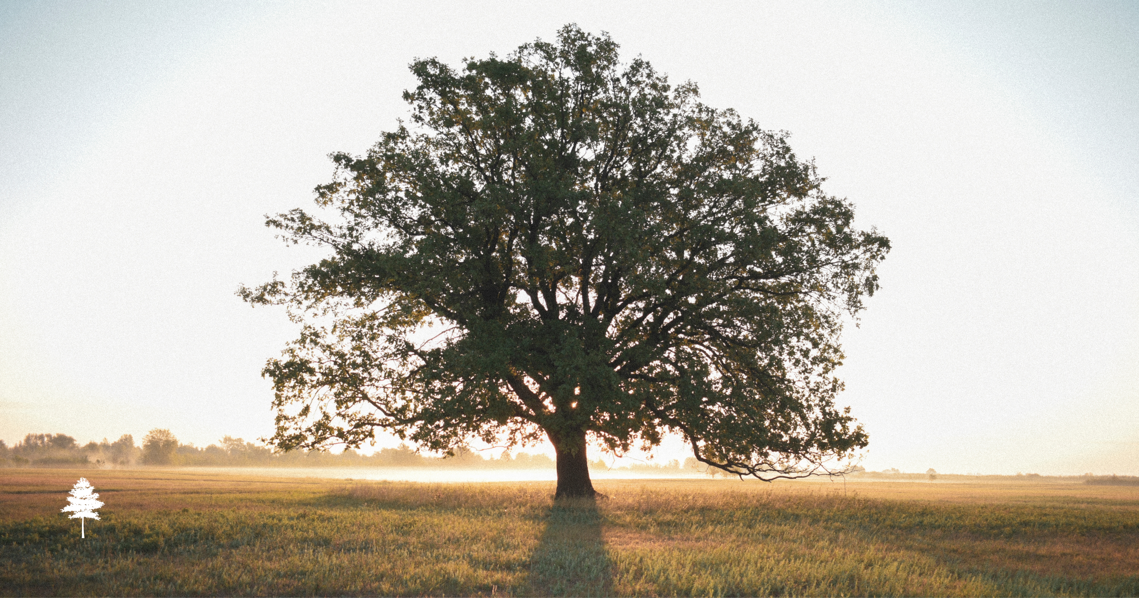 Image of oak tree in field.