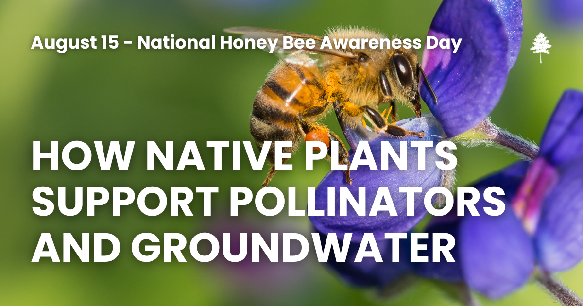 Honey bee on a purple flower with the text “How Native Plants Support Pollinators and Groundwater.”